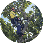 Tree Pruning